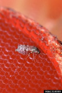 a full female biting midge