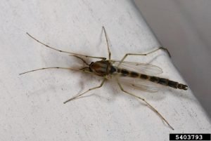 Chironomidae