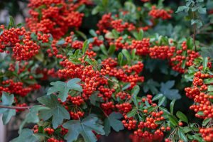 yaupon holly plant