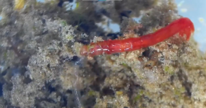 non-biting midge larva - bloodworm