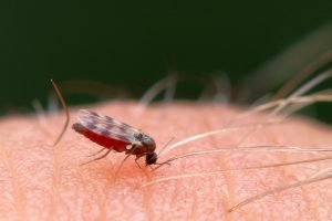 how to prevent midge bites