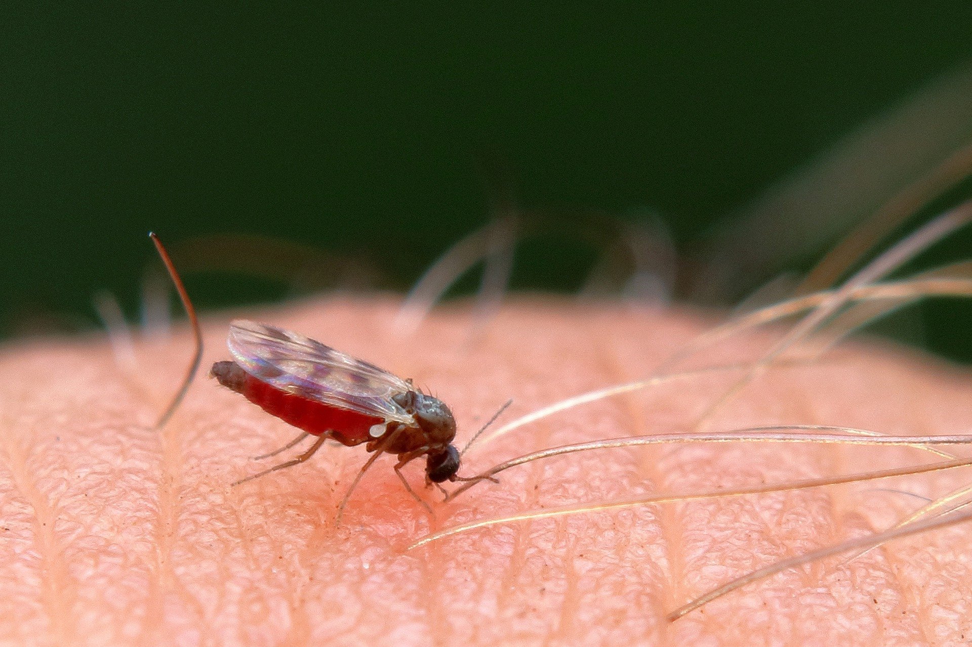 What Do Midge Bites Look Like On A Human