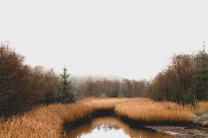 how long do midges live